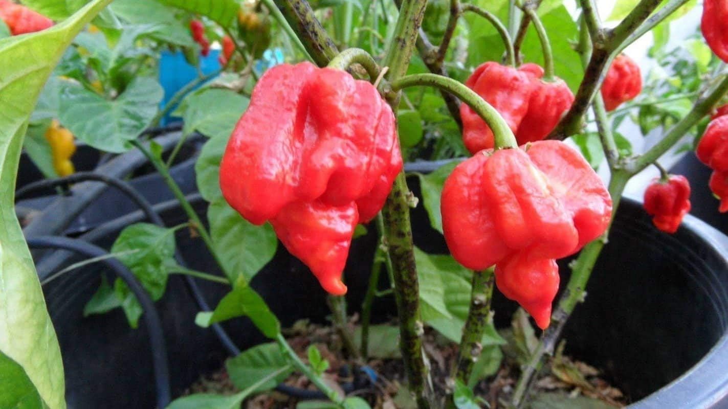 Trinidad Scorpion Capsicum chinense seeds for garden planting